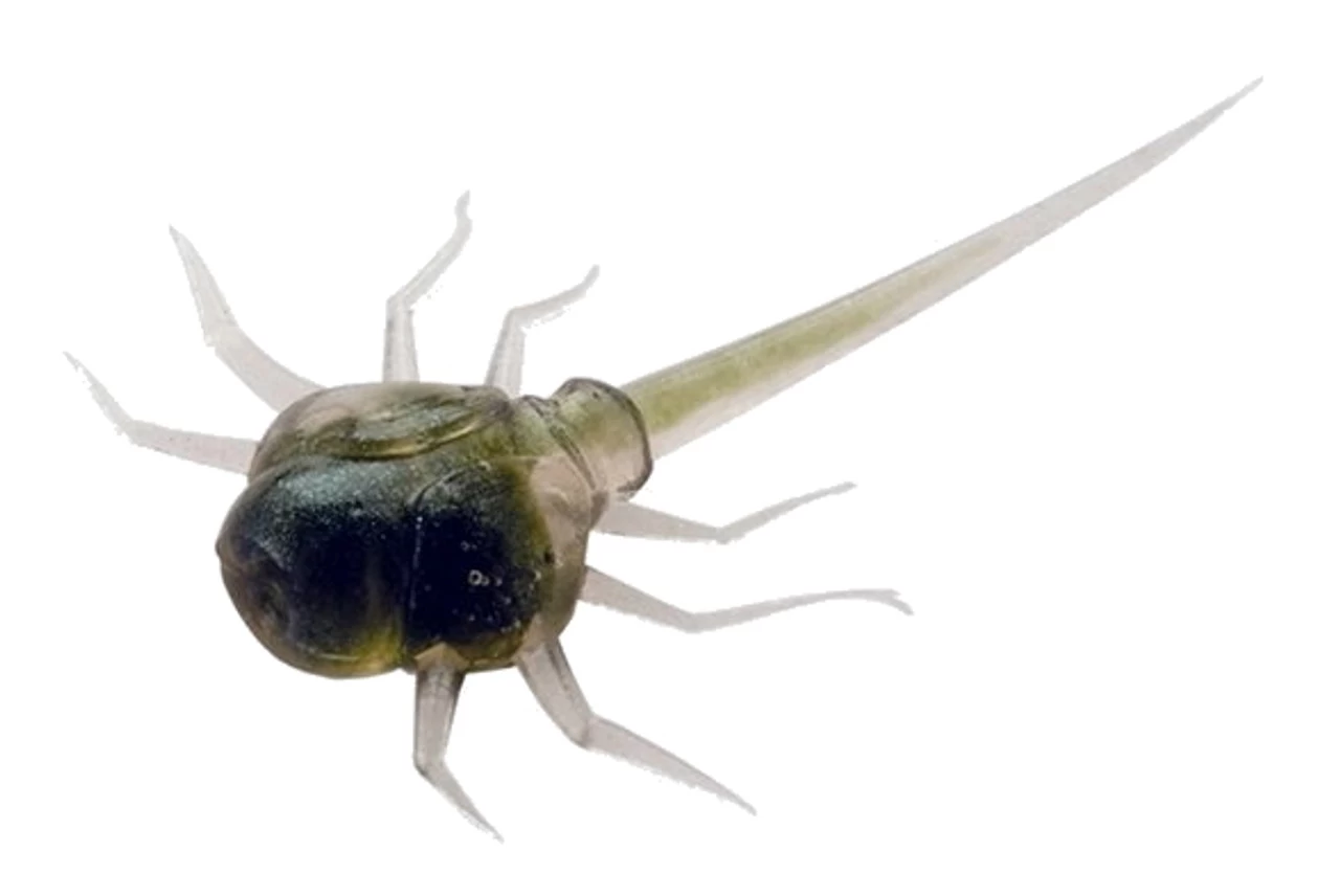 13 Fishing - Coconut Crab - Panfish Plastics 4 13 Fishing - Coconut Crab - Panfish Plastics - Image 2