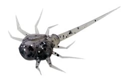 13 Fishing - Coconut Crab - Panfish Plastics 17 13 Fishing - Coconut Crab - Panfish Plastics -Built 13 Fishing Tough. CC PP 1 Z 39584.1604078623